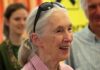 Mort de Jane Goodall : la primatologue et militante écologiste est décédée à 91 ans jane goodall
