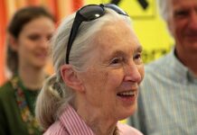 Mort de Jane Goodall : la primatologue et militante écologiste est décédée à 91 ans jane goodall