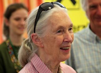 Mort de Jane Goodall : la primatologue et militante écologiste est décédée à 91 ans jane goodall